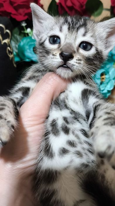 Мимишное Серебро.  Бенгалы- ДЕТКИ