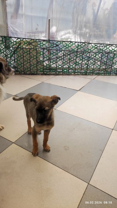 Ищу доброго, ответственного хозяина