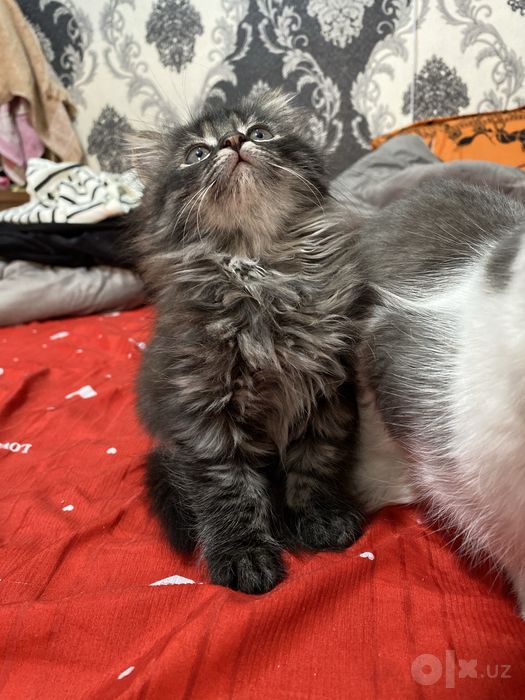British longhair 2 oylik