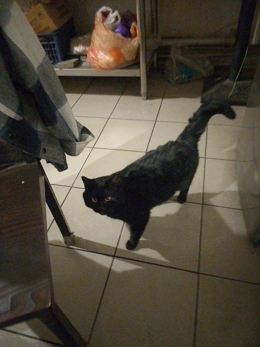 Отдам в добрые руки кота