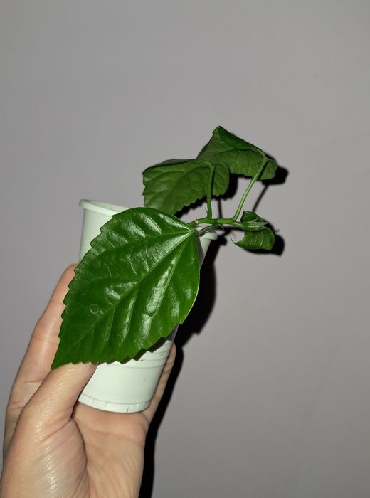 Гибискус махровый