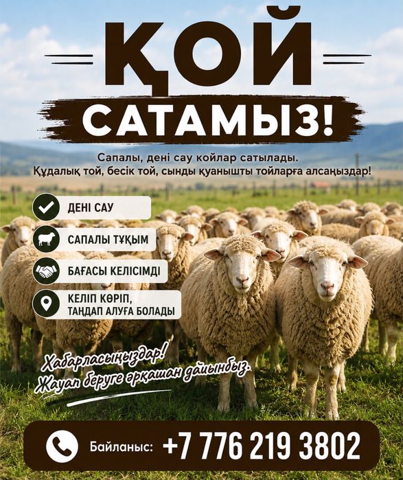 Семіз тоқты қойлар сатылады.