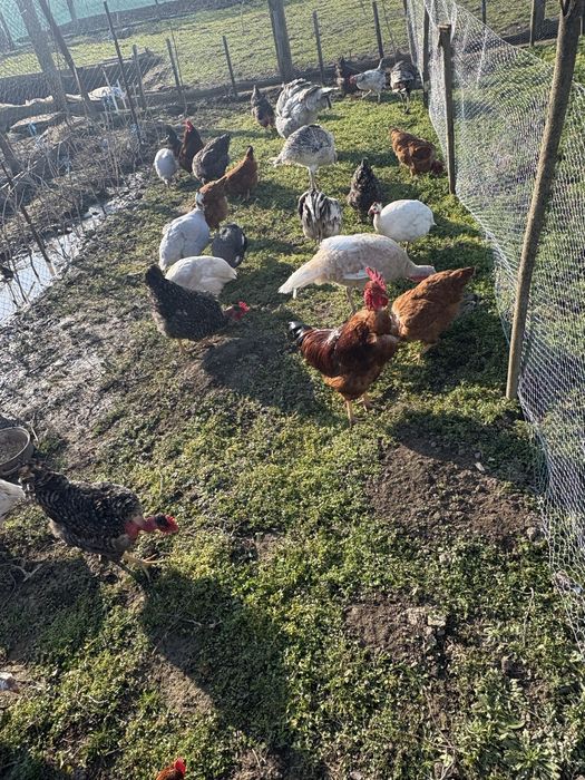 Cocosi si gaini mari si pitici autralorp rasa curata