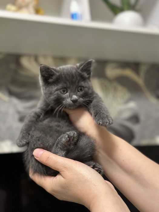 Маленький котенок