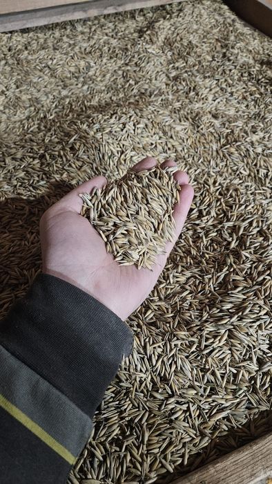 Ovăz; umiditate 10-11%; an-2025;