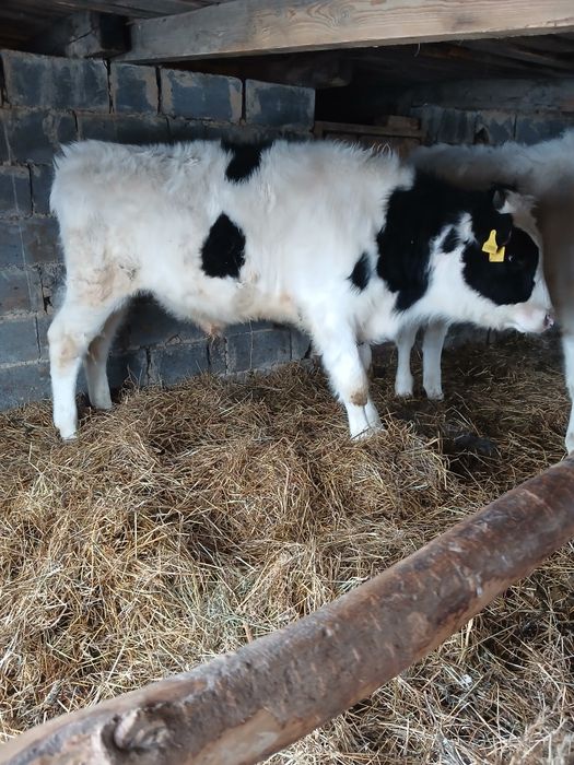 Быкчки на откорм