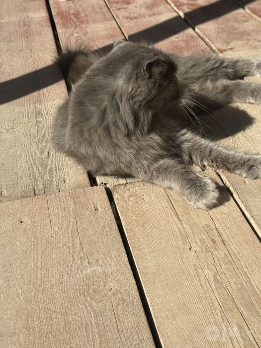 Скотиш фолд sotiladi