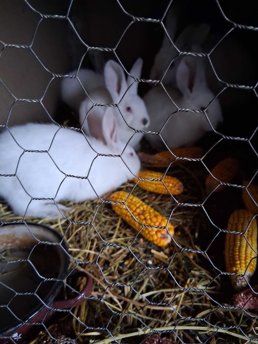 Iepuri de vanzare urias de Transilvania