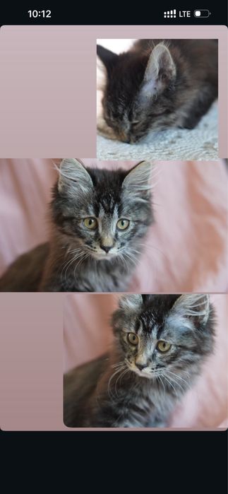 Котенок, умная девочка