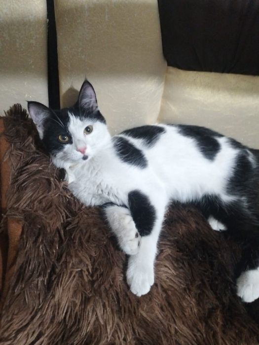 Отдам котёнка мальчик