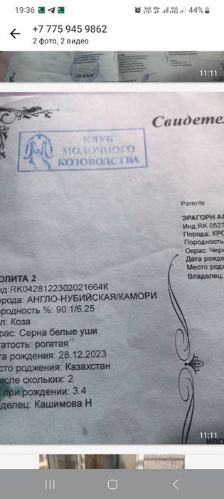 Козье молоко домашний лечебное