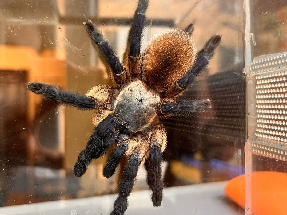 Vand tarantula + terariu