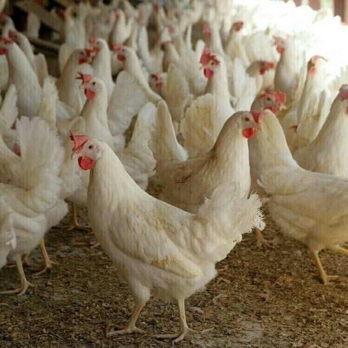 Породы кур белых фото и название Породы кур белых фото и название