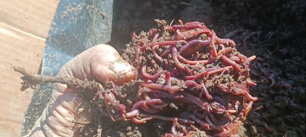 Biogumus va chuvalchang