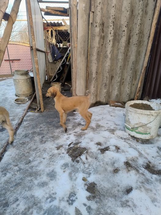 Қазақтың Тазысы сатылады