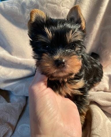 Yorkshire terrier talie mica