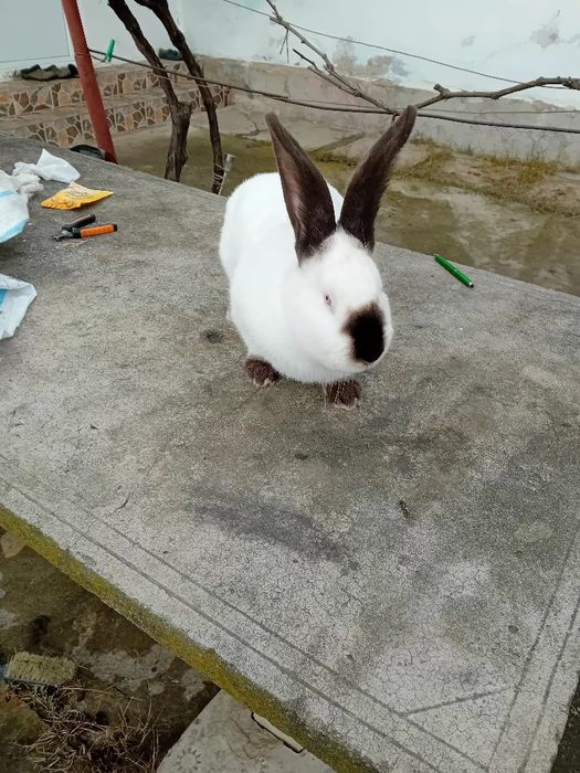 Uriaș de Transilvania tineret si adulți