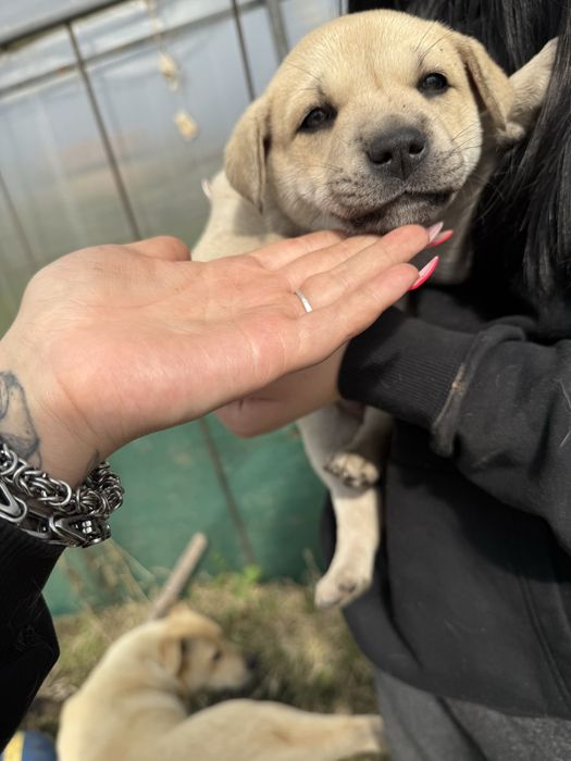 Подарявам кученца