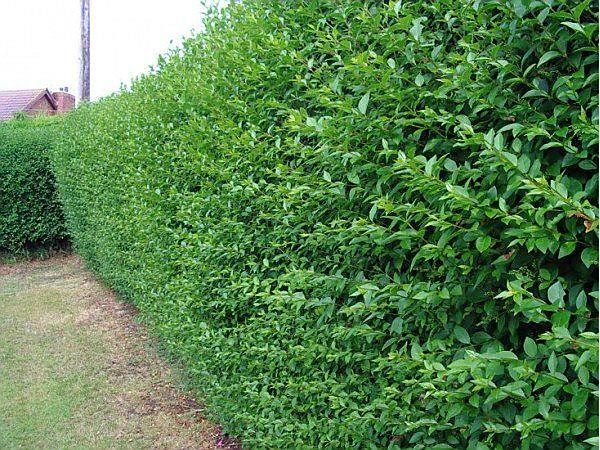 Gard viu crestere rapida, lemn cainesc , fag, carpen, ulm de turkestan