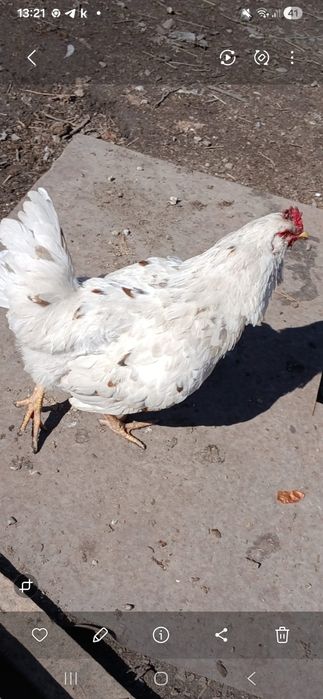 Петухи продаётся