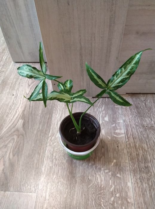 Комнатные цветы продажа