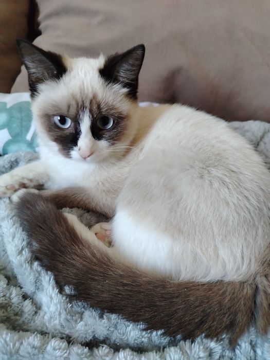 Котёнок ищет новый дом