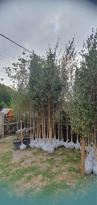 Copacii ornamentali de orice specie 3m - 7m livram oriunde in tara