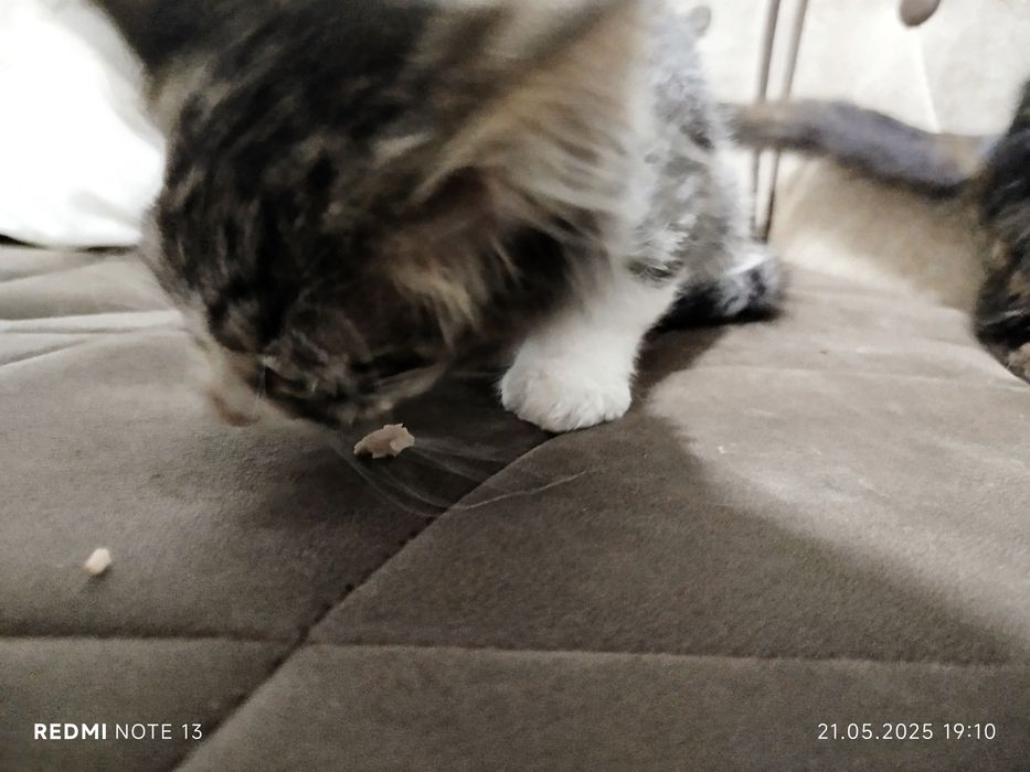 Срочно ищем хорошие руки.