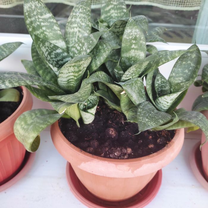 Цветок сансиверия.