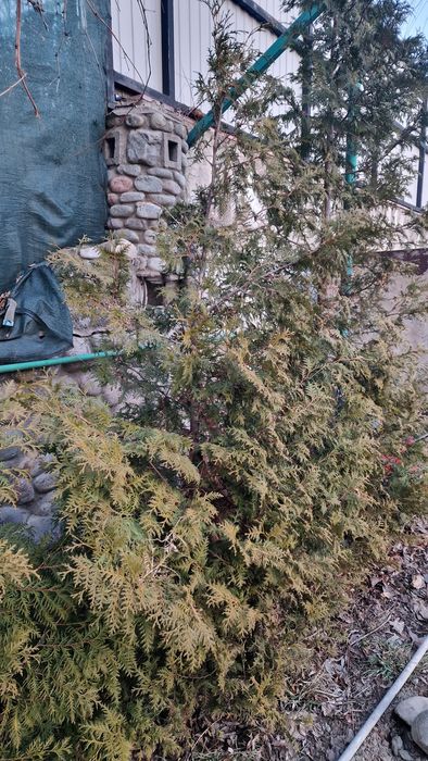 Туя брабант высокая