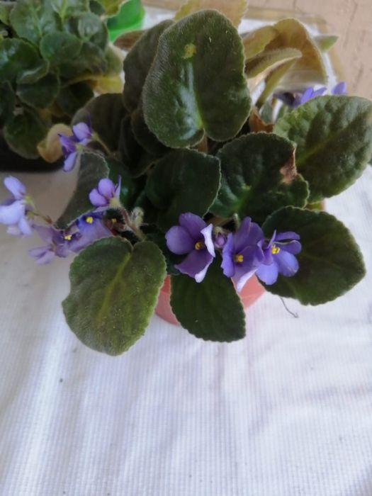 Продаются комнатные цветы