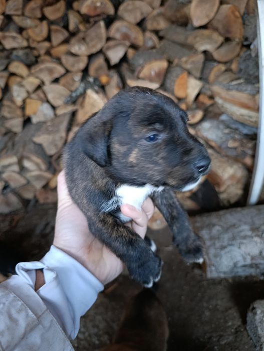 DONEZ Căței talie mică