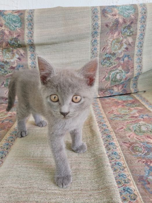 Отдам котенка девочку в добрые руки