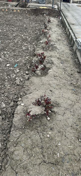 Продаются розы.бело- розового цвета, устойчивые к холодам.