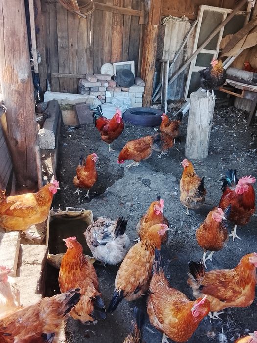 Продам инкубационо на заказе яйцо