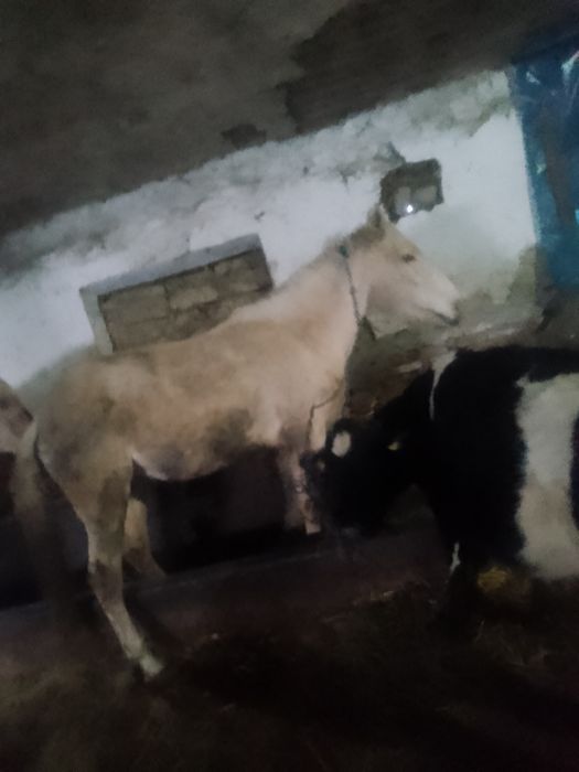 Vand noatină de 3 ani