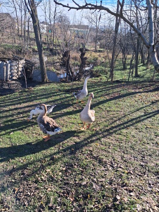 Gâște românești .
