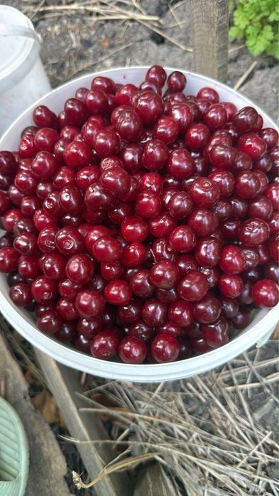 Вишня спелая веусная