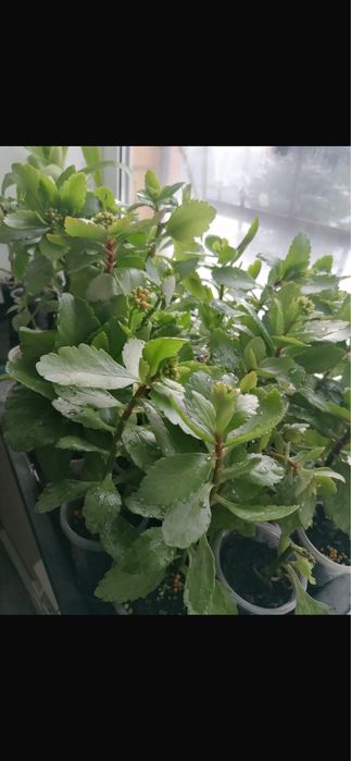 Продам Цветущие Каланхоэ Декоративное