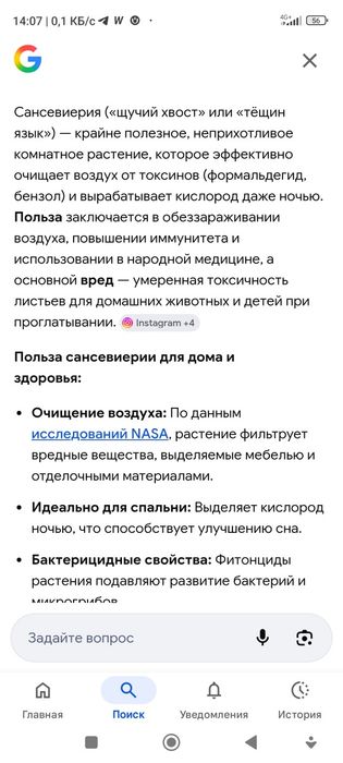 Сансевиерия - комнатный цветок