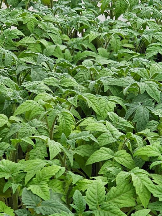 Продается рассада