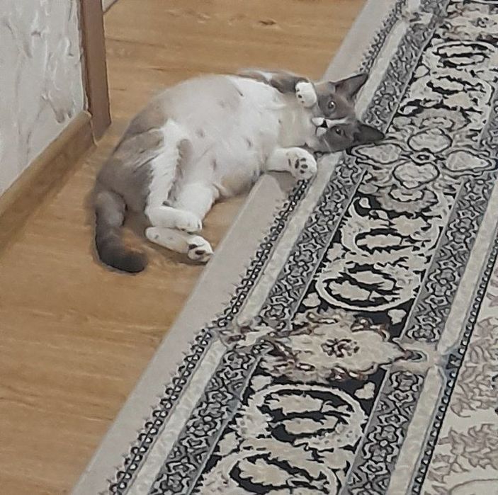 Gozal ayollar bilan porno jinsiy aloqa