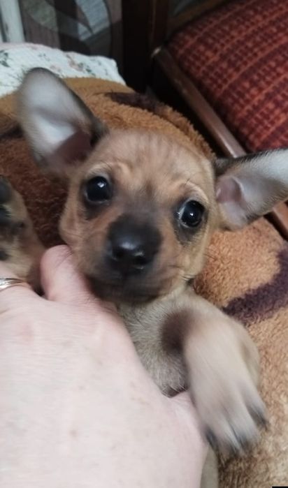 Продам щенят Той терьера