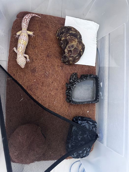 Эублефар с готовым террариумом