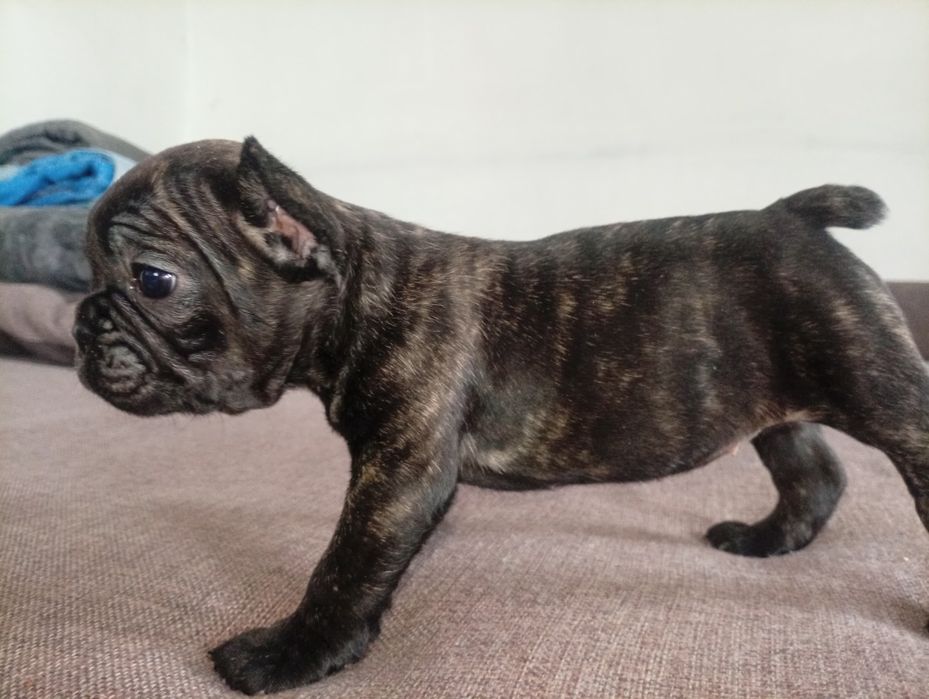 Французский бульдог.