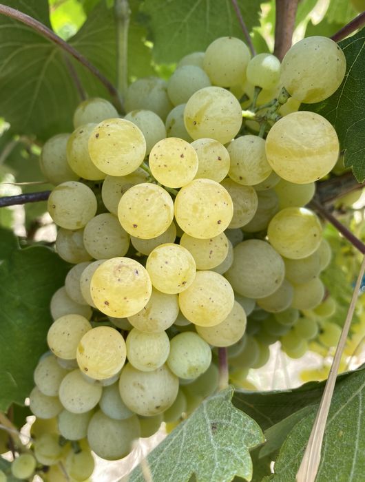 Vând struguri Crâmpoșie selecționata  Cabernet