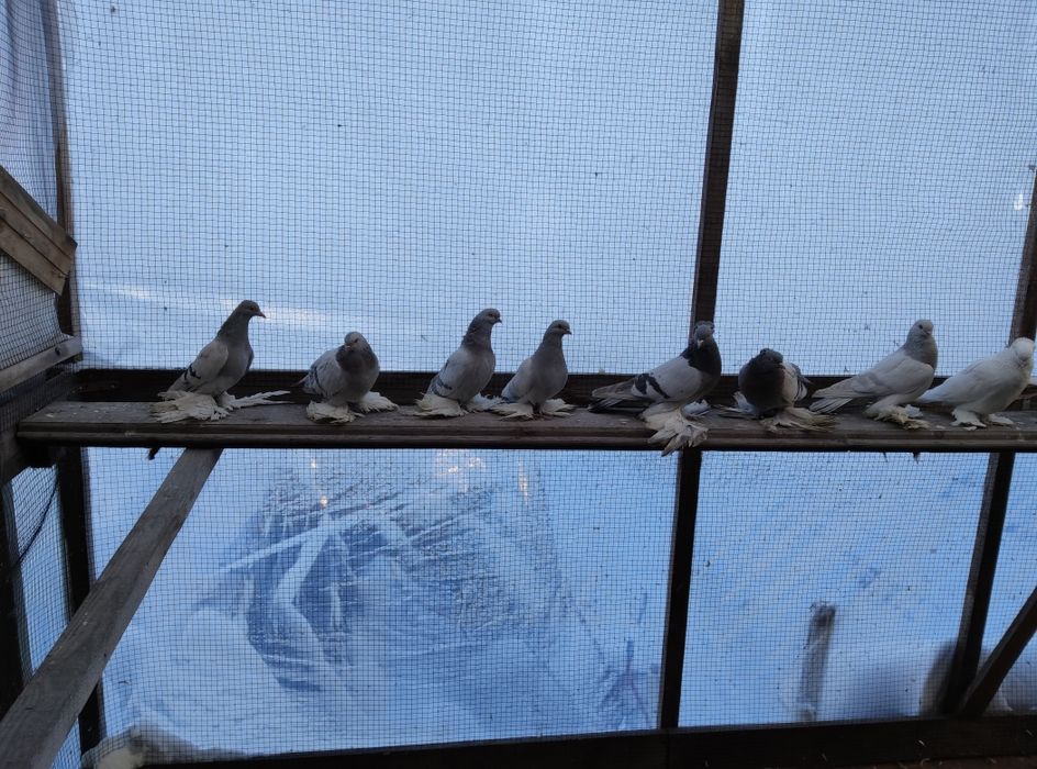 Продам голубей персов