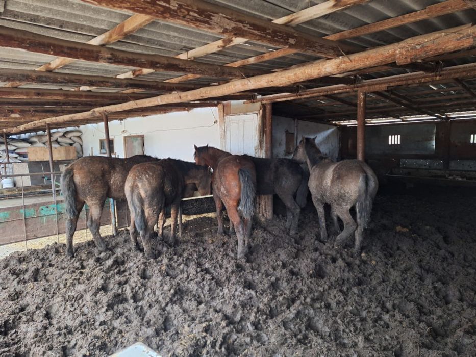 Продам лошодей полторашки