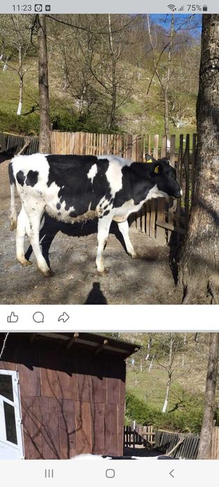 Juninca Holstein original de 1 an si 3 luni