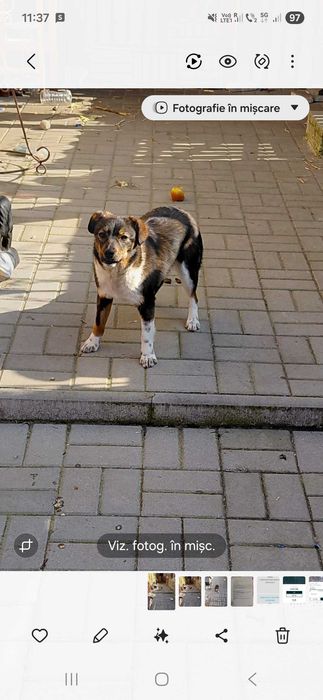 Donatie animal de companie